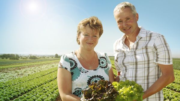 Lächelnder Mann und Frau stehen im sonnigen Salatfeld und halten frisch geernteten grünen und roten Salat aus Eigenproduktion.