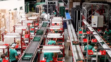 Arbeiter in einer Fabrikhalle verpacken Tomaten aus Eigenproduktion in Kisten auf Förderbändern