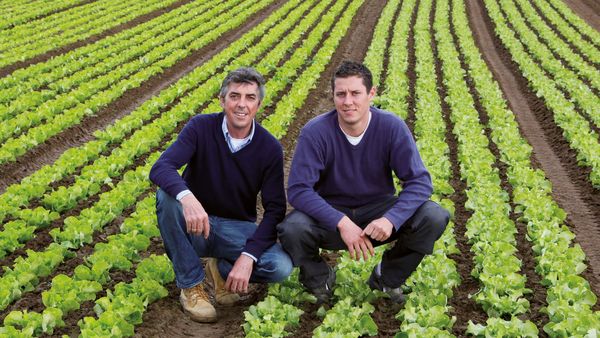 Zwei Männer in dunkler Kleidung knien in einem großen Salatfeld mit gleichmäßigen Reihen grüner Salatpflanzen aus Eigenproduktion.