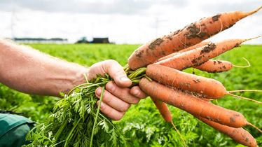 Nahaufnahme einer Hand, die frische Karotten mit grünem Kraut aus Eigenproduktion in einem Gemüsefeld hält