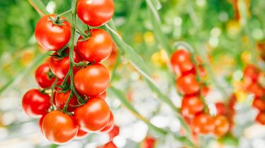 Nahaufnahme von reifen roten Tomaten an der Pflanze im Gewächshaus aus Eigenproduktion