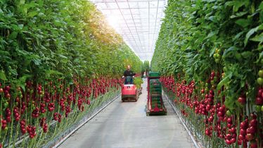 Person fährt durch ein Gewächshaus, in dem rechts und links ein Tomatenanbau aus Eigenproduktion zu sehen ist