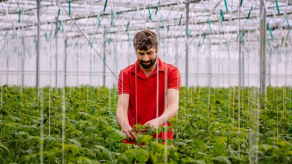 Mann in rotem Shirt prüft Tomatenpflanzen aus Eigenproduktion in einem großen Gewächshaus, umgeben von grünen Blättern und hängenden Stützen.