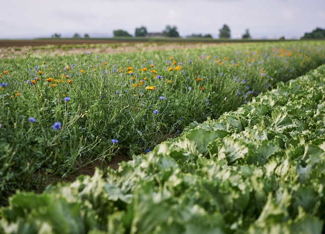 Blühstreifen mit bunten Blumen neben einem grünen Gemüsefeld zeigt Gemüserings Engagement für Biodiversität unter bewölktem Himmel