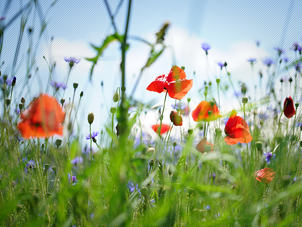 Rote Mohnblumen und lila Kornblumen auf einer grünen Wiese unter einem blauen Himmel.